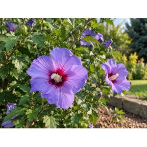 Ibištek sýrsky (Hibiscus syriacus) ‘OISEAU BLEU’ – výška 10-20 cm, kont. C2L 